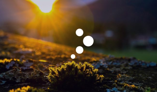 SDS Management logotyp i naturbakgrund